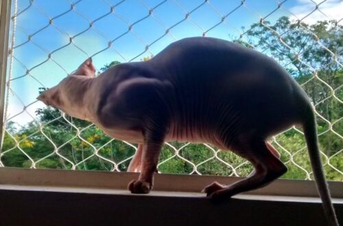 gato sentado na janela observando a paisagem protegido por uma rede de proteção